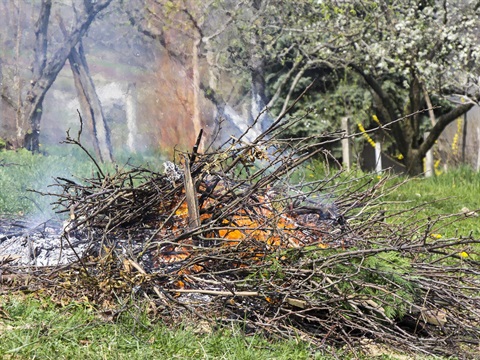 Burning off branches