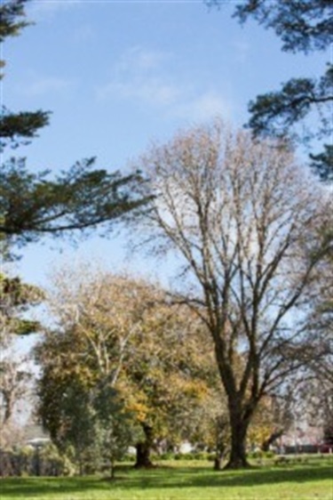 Trees at Reserve