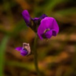 Clover Glycine - Bald Hill Reserve