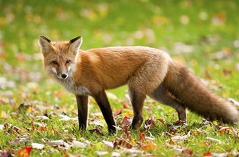 Animals of the Macedon Ranges - Macedon Ranges Shire Council Animals of the Macedon Ranges - Macedon Ranges Shire Council