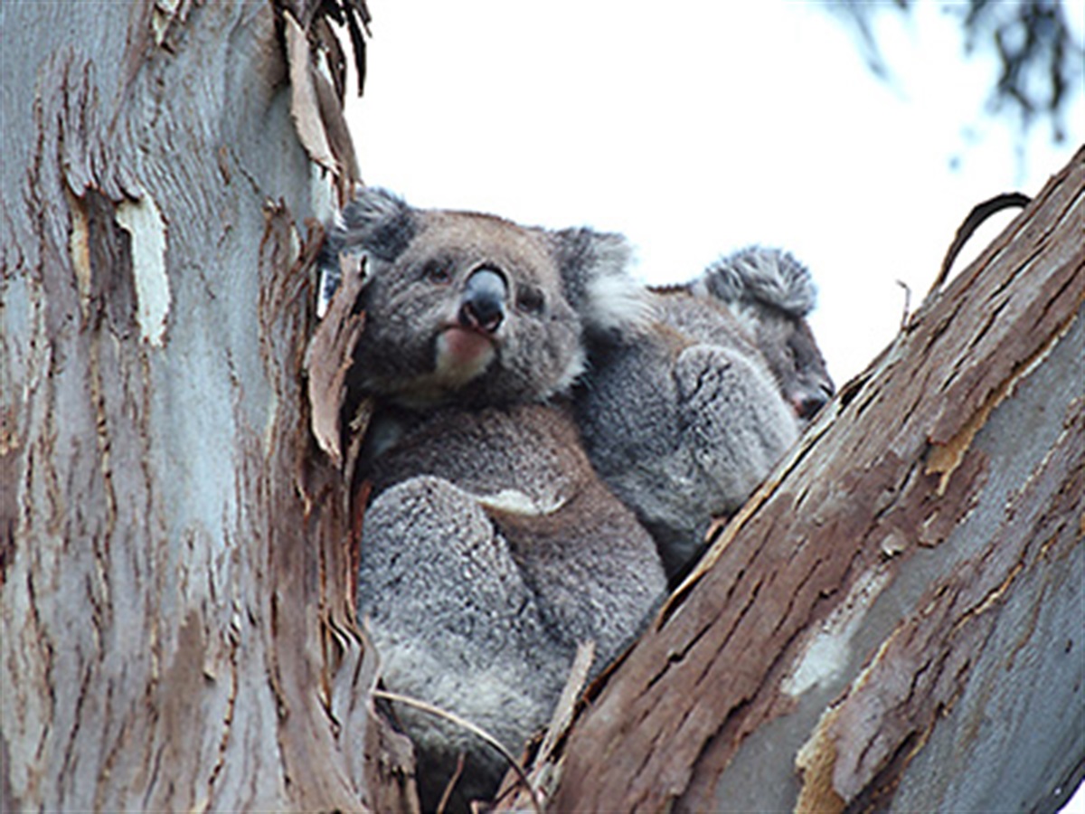 Living with wildlife - Macedon Ranges Shire Council Living with wildlife - Macedon Ranges Shire Council
