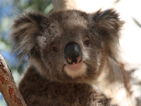 Koala image for Australia Day grants