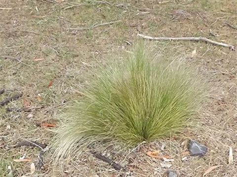 Serrated-Tussock.jpg