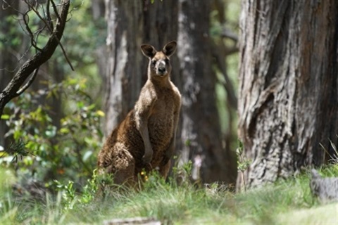 Kangaroo.jpg