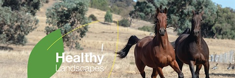 Healthy Landscapes running horses