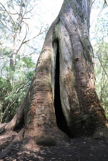 Macedon Regional Park