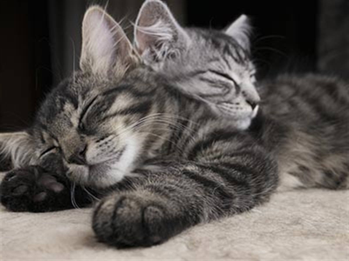 Owning a cat - Macedon Ranges Shire Council