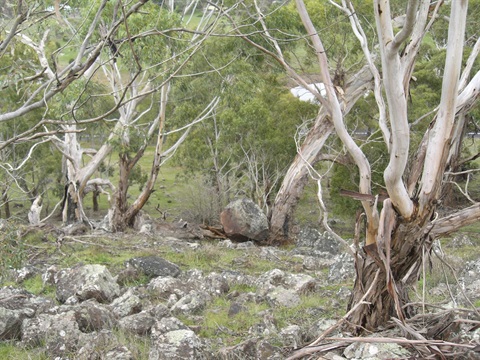 Bald Hill Reserve