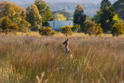 Roo_at_GisMarshland.jpg