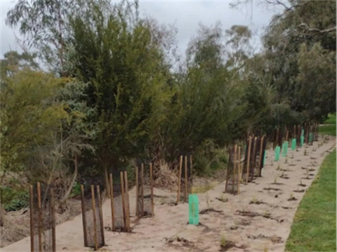 Revegetation-project-along-Jacksons-Creek-150x150.png