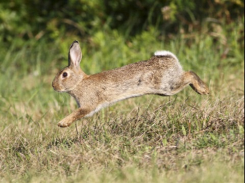Running-Rabbit-400x300.jpg