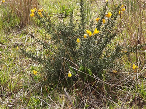 gorse.jpg