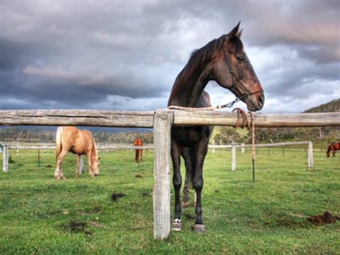 Horses - How to graze them in a sustainable way - Drummond