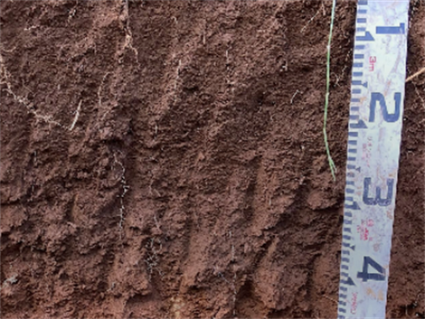 Image-of-soil-with-ruler.png