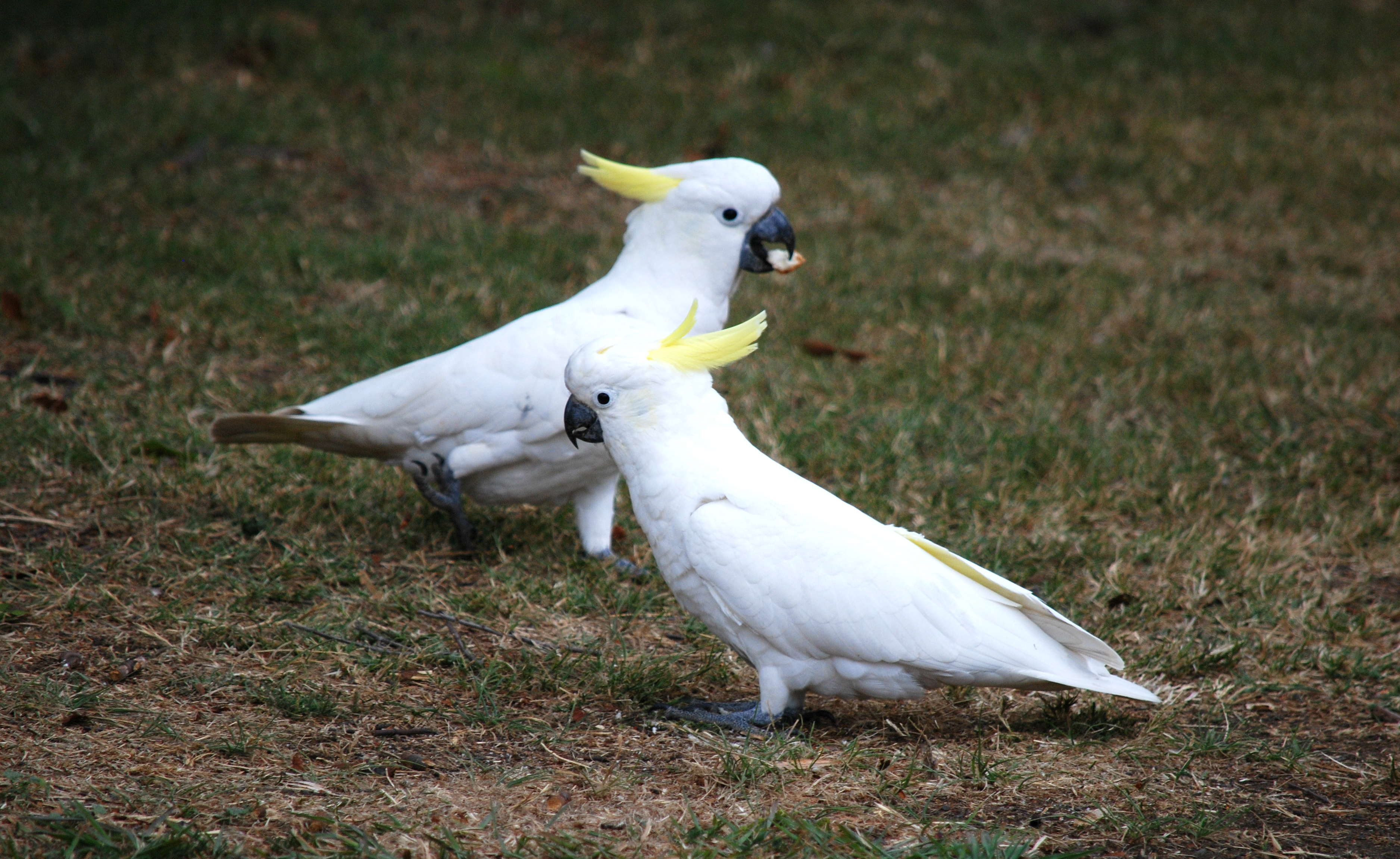 Sulphur Crested Cockatoo