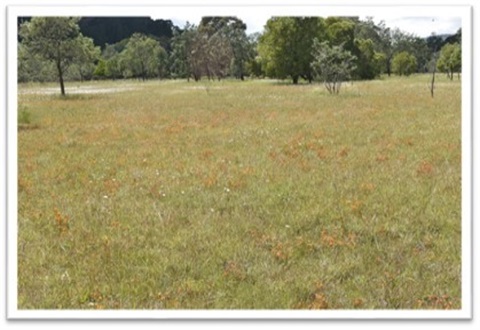 Woodend-Grassland.jpg