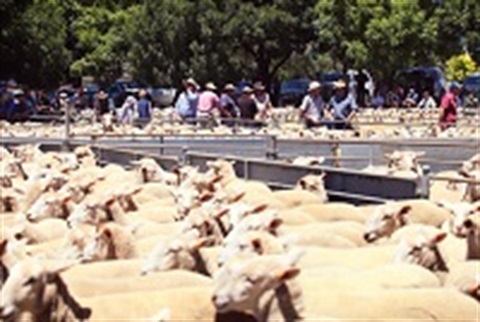 kyneton-saleyards-sheep.jpg