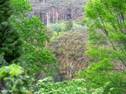 Forest image