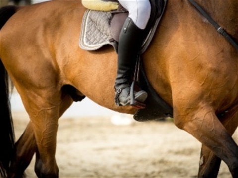 Equestrian photo to add to Kyneton Equestrian Facility page