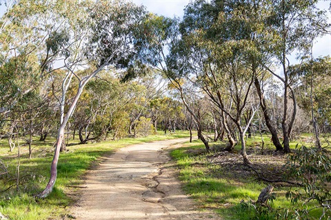 Black Hill Reserve - walking track