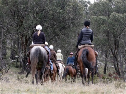 Horse riding image for website page