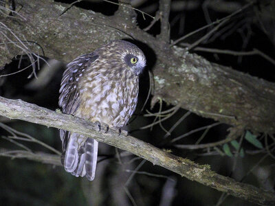 Southern-Boobook-Owl-Credit-Helen-Evans-Bullengarook-400x300