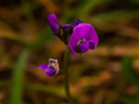 Clover Glycine - Bald Hill Reserve
