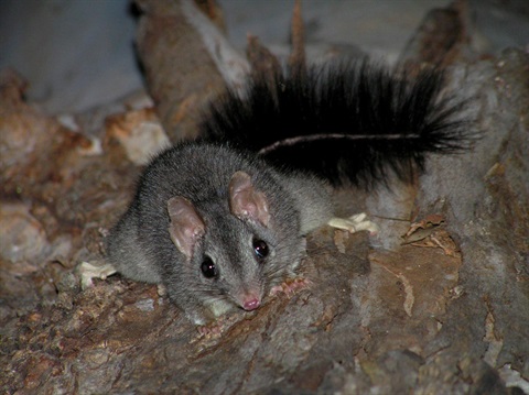 brush-tailed-phascogale