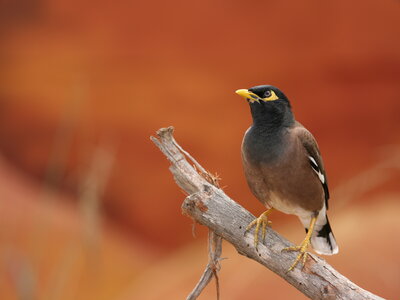 Indian Myna Bird