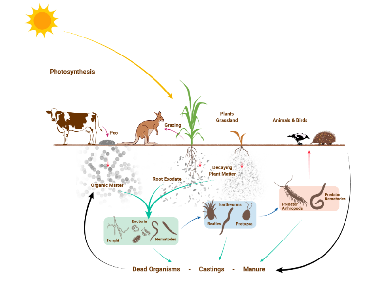 Healthy Landscapes - Web of life image