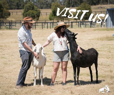 2 people standing next to 2 goats